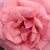 Roza - Vrtnica čajevka - Kanizsa